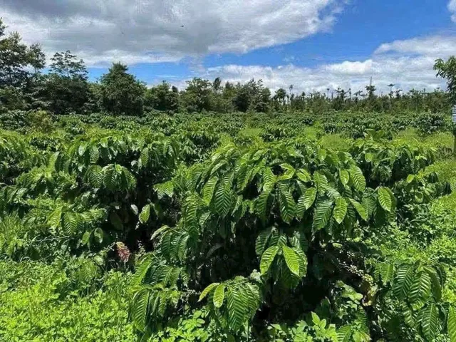 Bất động sản tại Đắk Lắk - ảnh 1