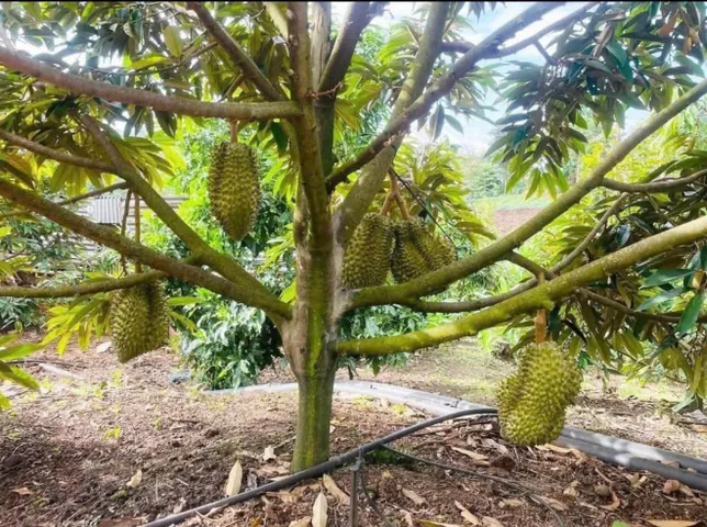 Bất động sản tại Đồng Nai - ảnh 1