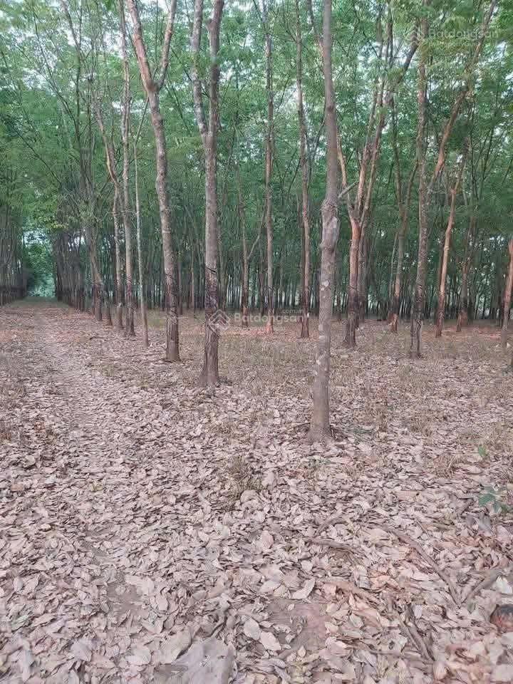 Bất động sản tại Bình Phước - ảnh 1