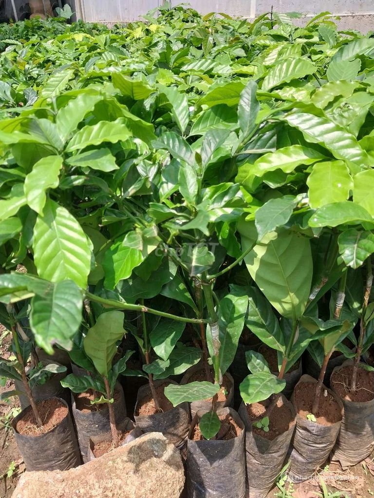 Bất động sản tại Lâm Đồng - ảnh 1