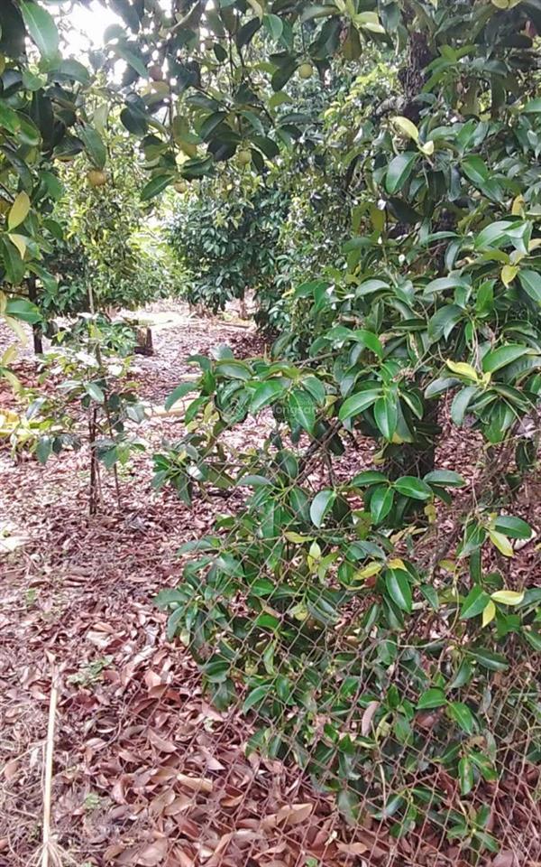 Bất động sản tại Bình Dương - ảnh 1