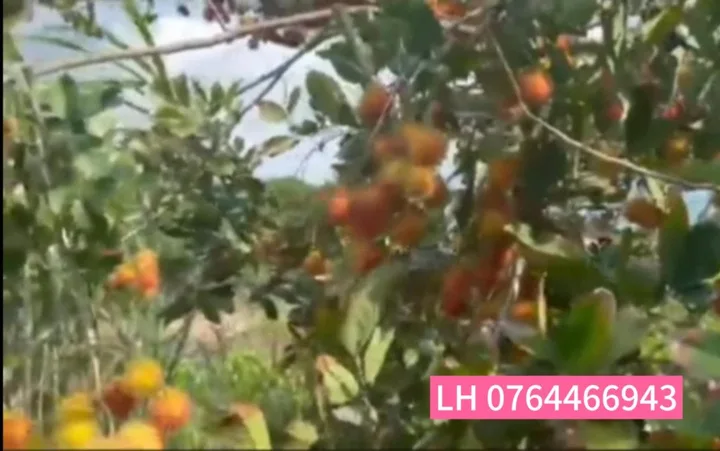 Bất động sản tại Đồng Nai - ảnh 1