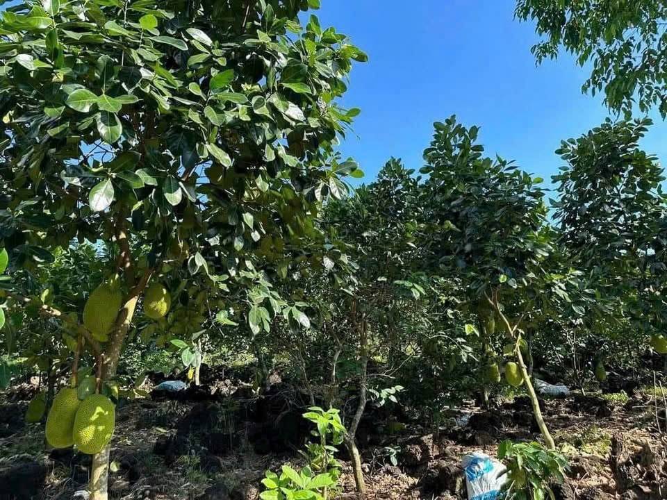 Bất động sản tại Bình Phước - ảnh 1