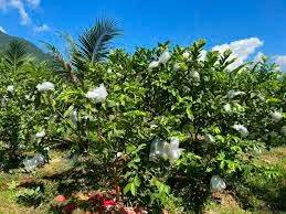 Bất động sản tại Bình Phước - ảnh 1