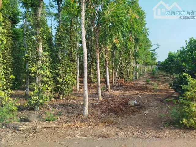 Bất động sản tại Bà Rịa - Vũng Tàu - ảnh 1