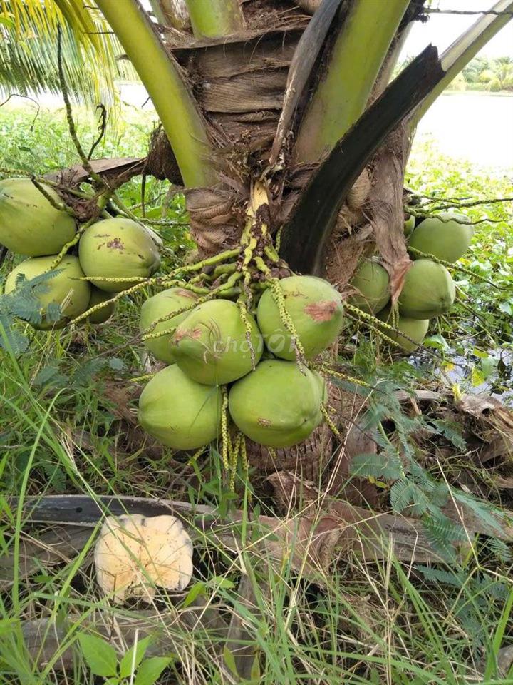 Bất động sản tại Cà Mau - ảnh 1