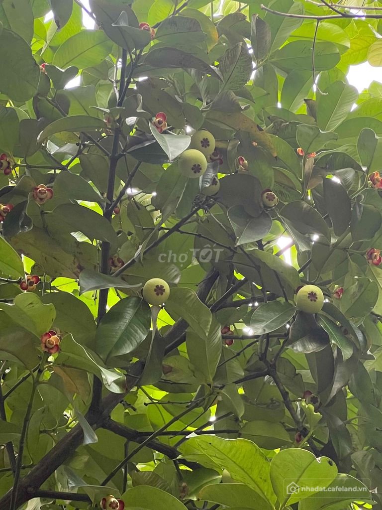 Bất động sản tại Cần Thơ - ảnh 1
