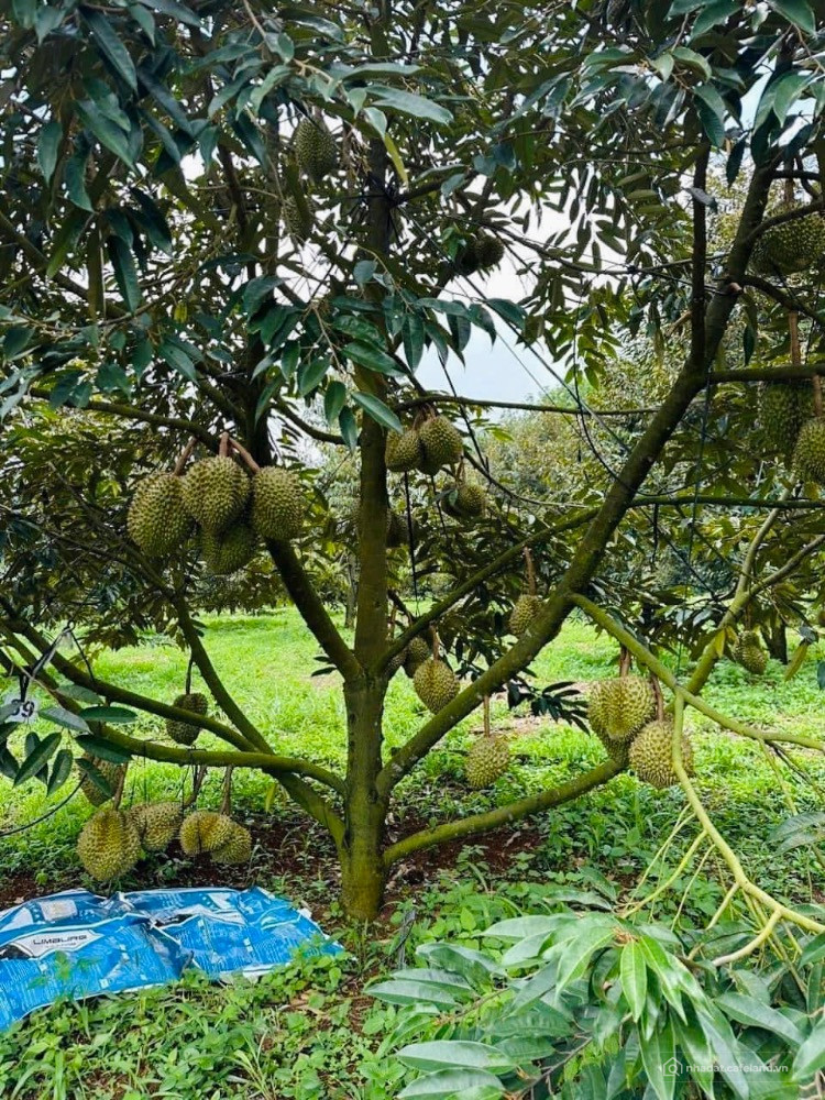Bất động sản tại Bình Phước - ảnh 1