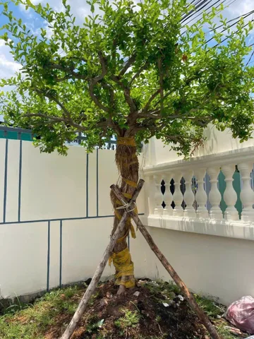 Bất động sản tại Tây Ninh - ảnh 1