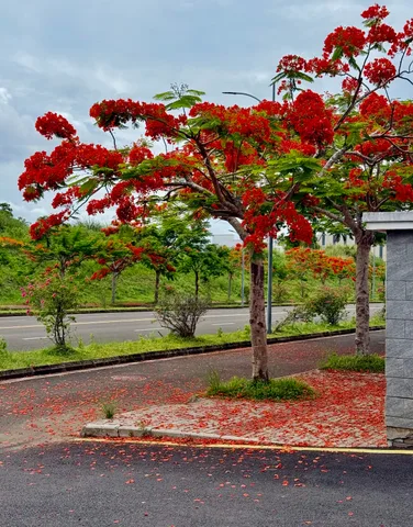 Bất động sản tại Gia Lai - ảnh 1