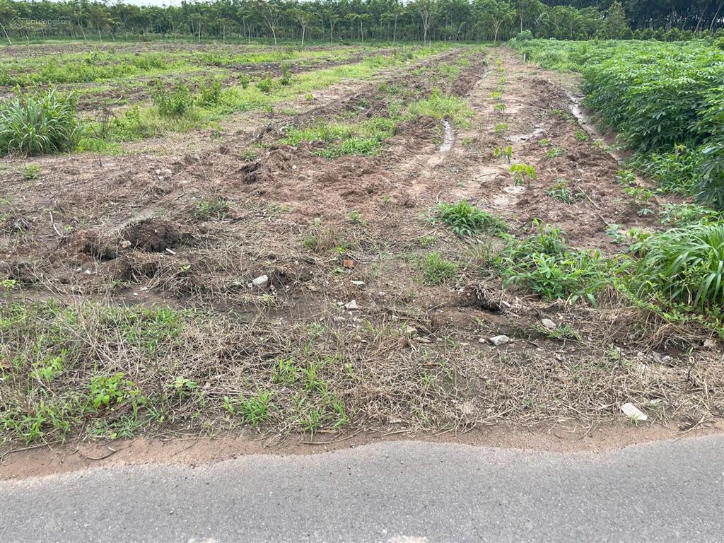 Bất động sản tại Bình Dương - ảnh 1