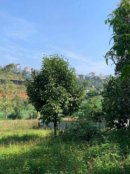 Bất động sản tại Lâm Đồng - ảnh 1