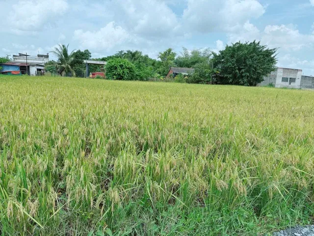 Bất động sản tại Long An - ảnh 1