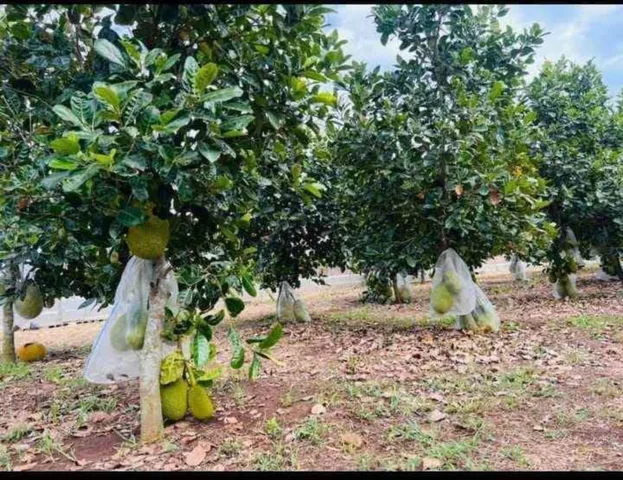 Bất động sản tại Bình Dương - ảnh 1
