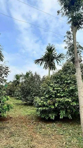 Bất động sản tại Đắk Lắk - ảnh 1