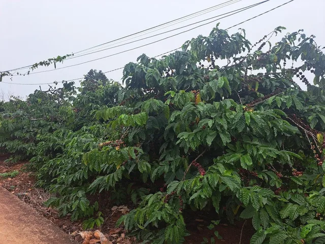 Bất động sản tại Lâm Đồng - ảnh 1