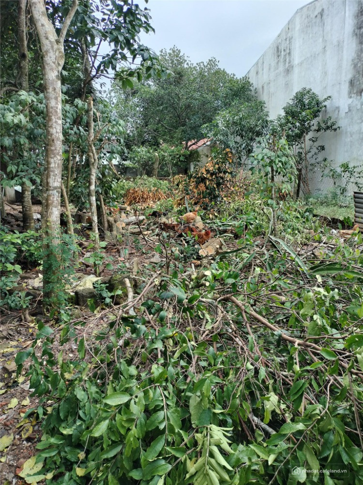 Bất động sản tại Đà Nẵng - ảnh 1