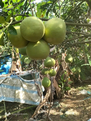 Bất động sản tại Bình Dương - ảnh 1