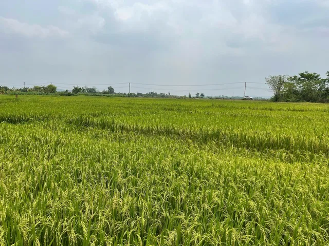 Bất động sản tại Đắk Lắk - ảnh 1
