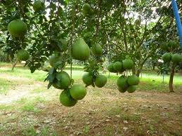 Bất động sản tại Bình Phước - ảnh 1