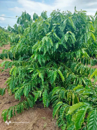 Bất động sản tại Đắk Lắk - ảnh 1