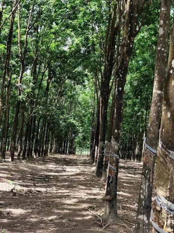 Bất động sản tại Bình Phước - ảnh 1
