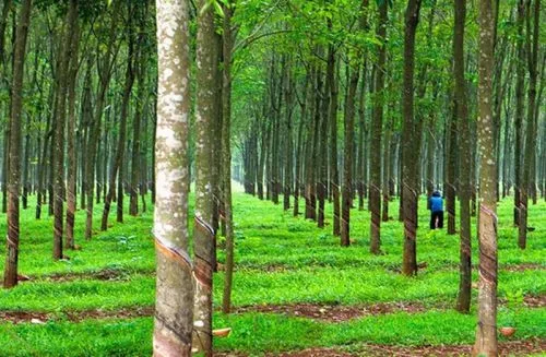 Bất động sản tại Bình Phước - ảnh 1