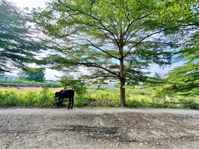Bất động sản tại Tây Ninh - ảnh 1