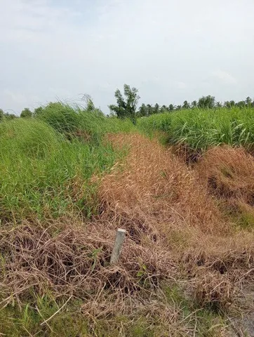 Bất động sản tại Long An - ảnh 1