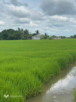 Bất động sản tại Long An - ảnh 1