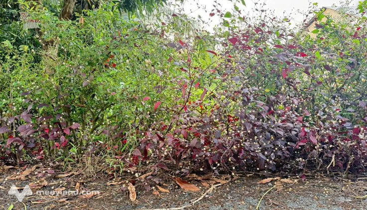Bất động sản tại Hậu Giang - ảnh 1