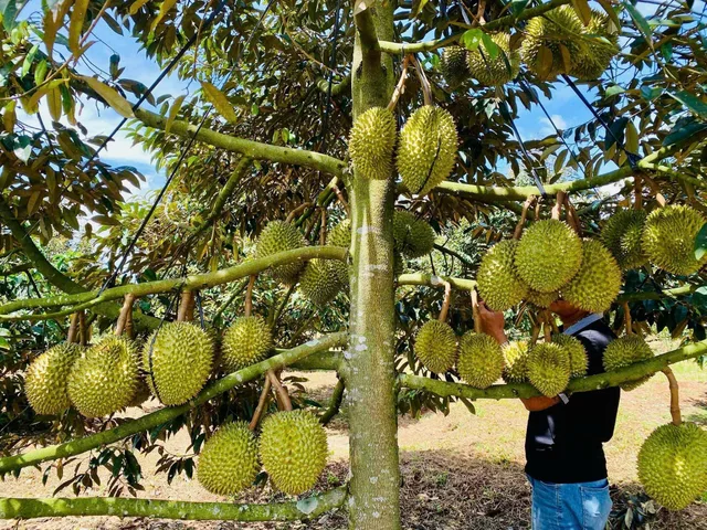 Bất động sản tại Đắk Lắk - ảnh 1