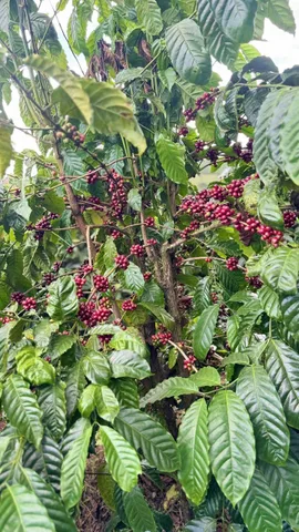 Bất động sản tại Gia Lai - ảnh 1
