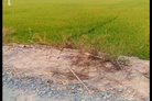 Bất động sản tại Đồng Tháp - ảnh 1