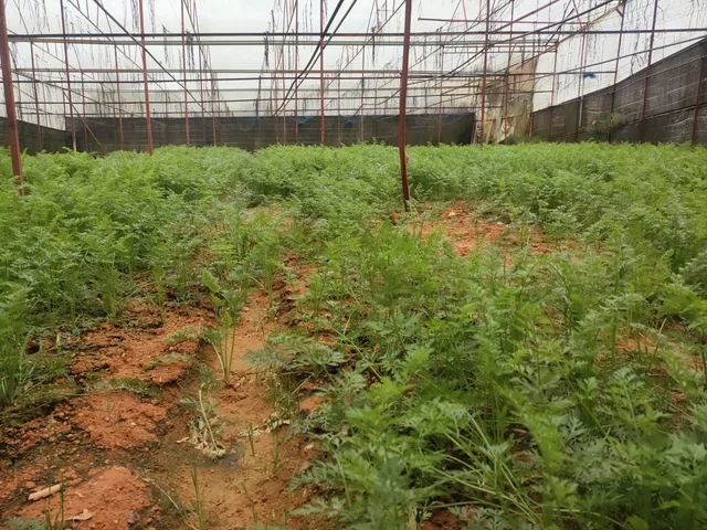Bất động sản tại Lâm Đồng - ảnh 1