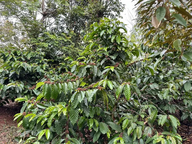 Bất động sản tại Đắk Lắk - ảnh 1