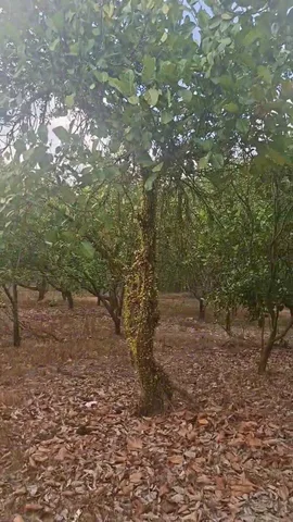 Bất động sản tại Đồng Nai - ảnh 1