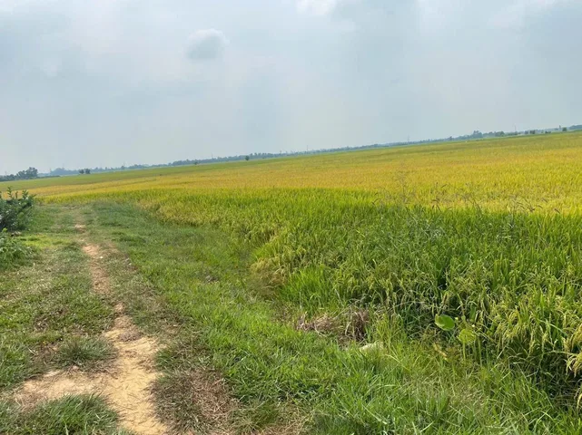 Bất động sản tại Long An - ảnh 1