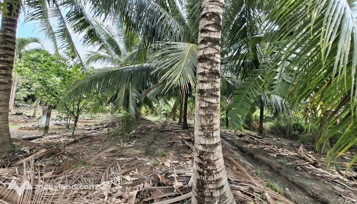 Bất động sản tại Bến Tre - ảnh 1