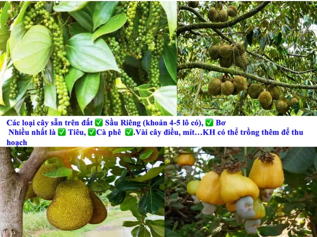 Bất động sản tại Lâm Đồng - ảnh 1