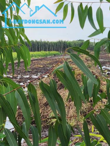 Bất động sản tại Long An - ảnh 1