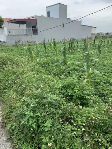 Bất động sản tại Thanh Hóa - ảnh 1
