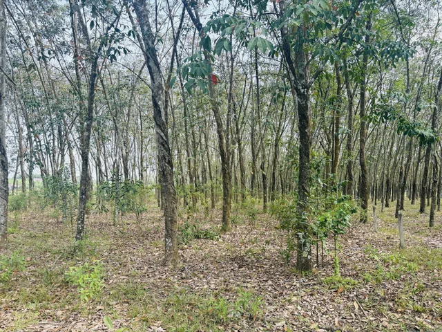 Bất động sản tại Bình Dương - ảnh 1