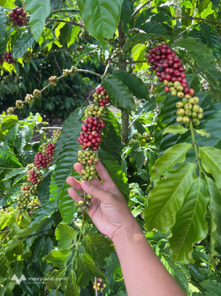 Bất động sản tại Đắk Lắk - ảnh 1
