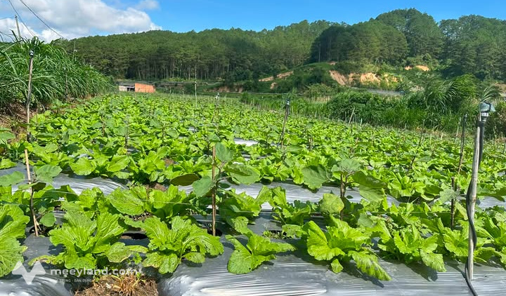 Bất động sản tại Lâm Đồng - ảnh 1