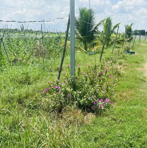 Bất động sản tại Long An - ảnh 1
