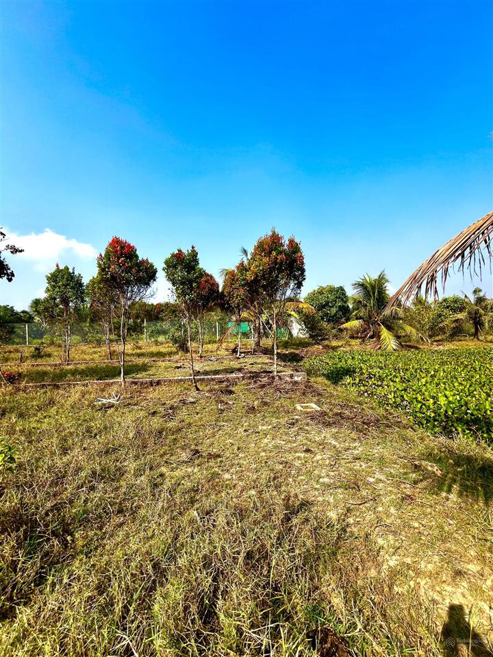 Bất động sản tại Long An - ảnh 1