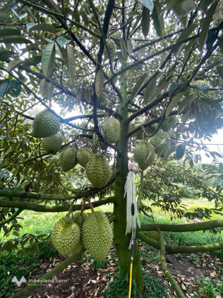 Bất động sản tại Cần Thơ - ảnh 1