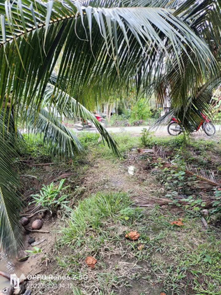 Bất động sản tại Bến Tre - ảnh 1
