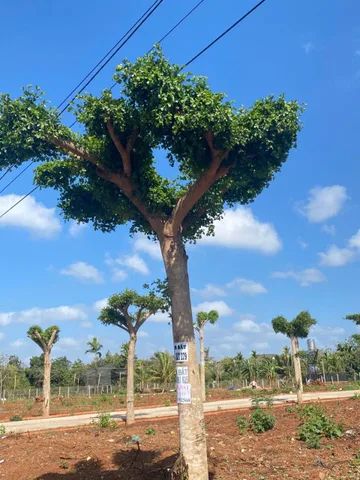 Bất động sản tại Đắk Lắk - ảnh 1